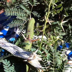 Kiawe wood for smoking