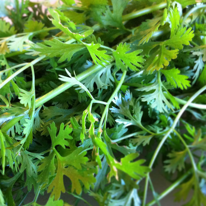 04-adoboloco-garden-fresh-cilantro Adoboloco Garden Fresh Cilantro