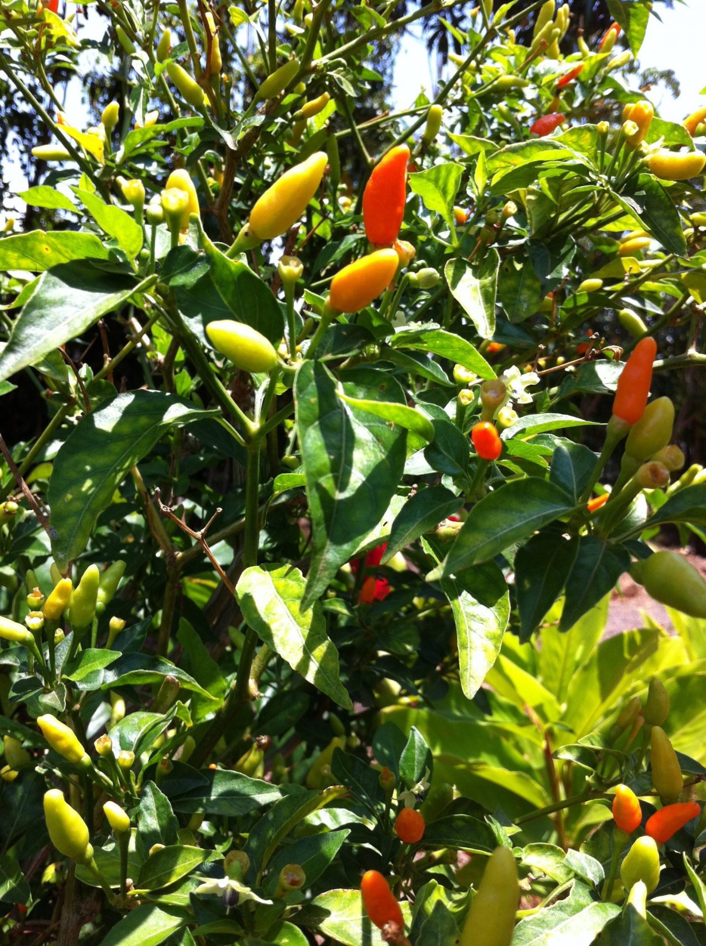 Adoboloco Maui Farm Grown Hawaiian Chili Peppers