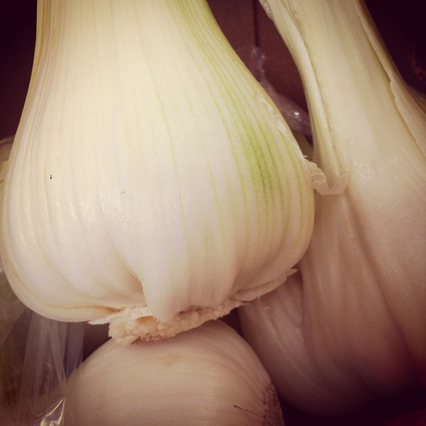 Kupaa Farms Elephant Garlic Maui