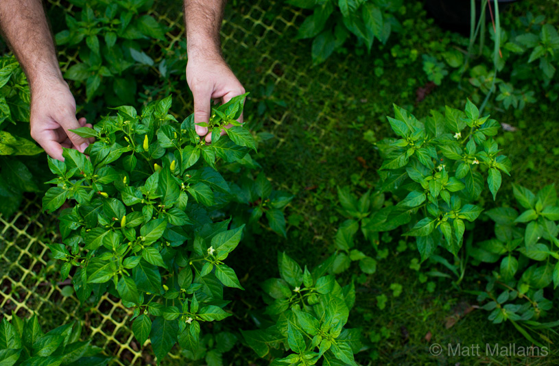 Adoboloco Farm - Hawaiian Chili Peppers
