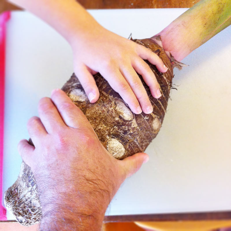 Big hands and small hands on a taro root showing the scale