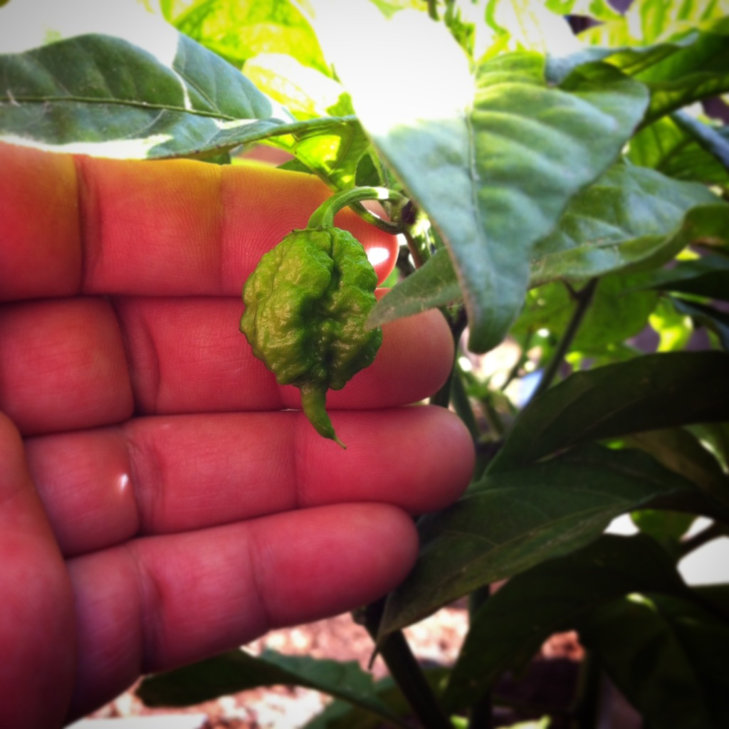 Adoboloco-Carolina-Reaper-Green-In-the-garden-Maui-Hawaii-stinger
