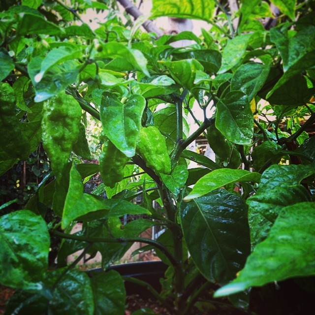 Adoboloco carolina reaper in the garden