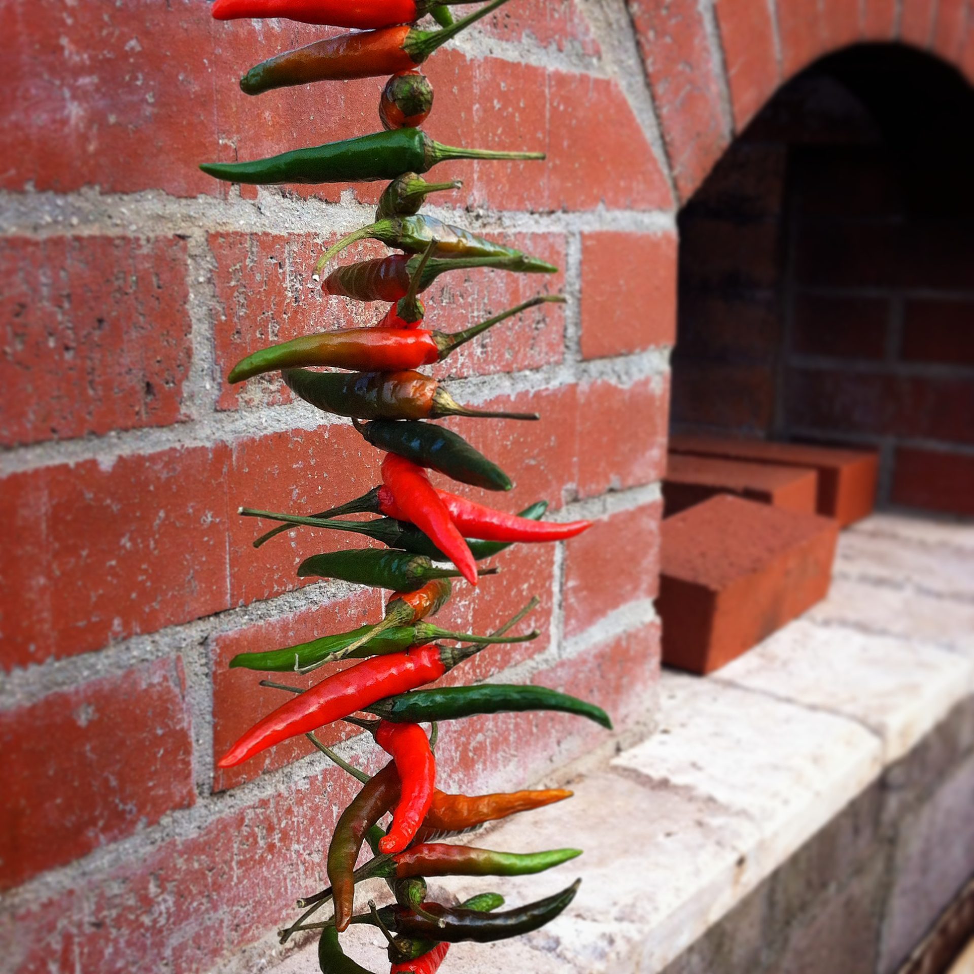 Thai Chili drying for seed saving