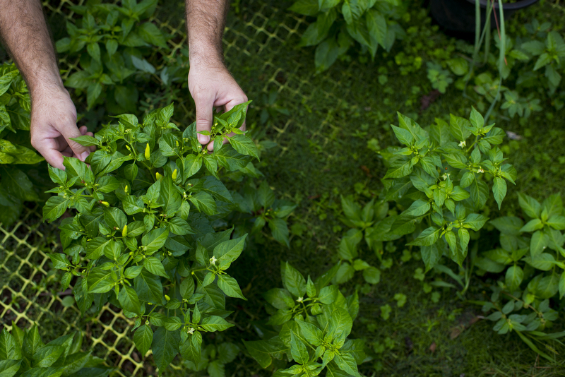 Checking peppers in the garden