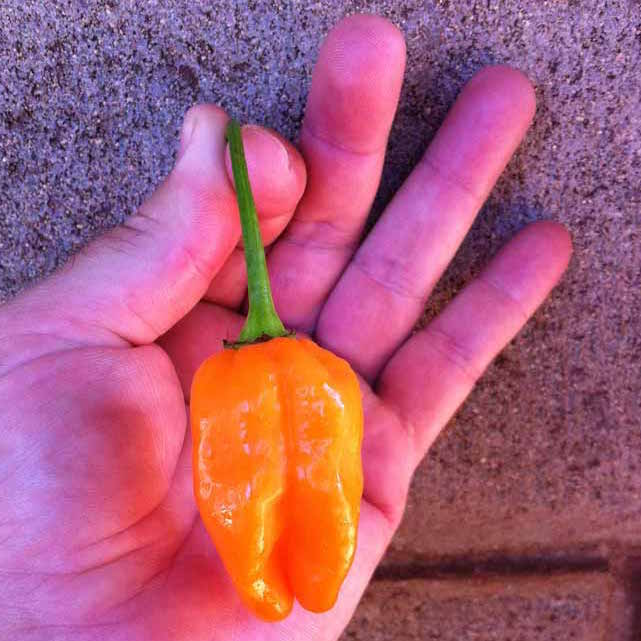Fresh picked large orange habanero